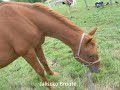 Jaliscko