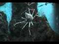 Down time at John G. Shedd Aquarium Chicago Part 1