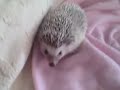 My Hedgehogs (Kirie and Kristen