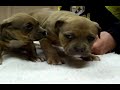 pups2