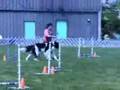 Newfoundland dog agility