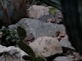 Caligo Memnon hard to catch