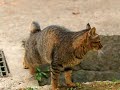 街で見かけた猫(主に野良猫)を撮った写真をスライドにしてみました。　家猫と違い愛想がないのが多いのでかわいい写真とか少ないかもしれませんが。壁紙としても作ってみましたので宜しければどうぞ　→　http://escassy.net/blog/archives/2007_10_29_1870.html