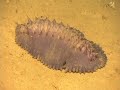 Exploring the Inner Space of the Celebes Sea 2007: Close-Up!