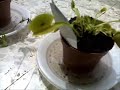 Pianta carnivora - My carnivorous plant
