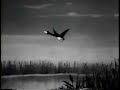 daffy duck rhapsody