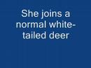 Piebald white-tailed deer