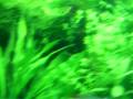 aquario plantado 