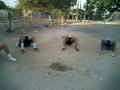 videos de entrenando con la banda