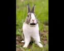 Angry rabbit Angry rabbit