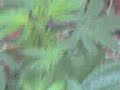 MyPlant MyPlant
