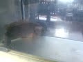 Bind Fish