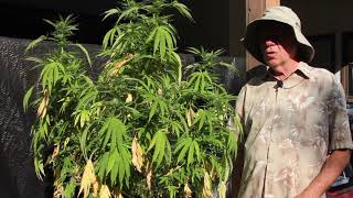 Ed Rosenthal - Why Cannabis Plants Turn Yellow