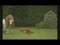 Squirrel and a dog