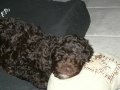 2010-03-09 | Mijn Hondje Itze-Beau ~> Dit is mijn hondje Itze-Beau Beau is een labradoodle en is op 10 oktober 2009 geboren bij de Annahoeve. Hij is de zoon van Gidget en Kenji. Ook ... (<span>3:)