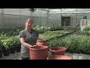 Container Gardening : Container Gardens