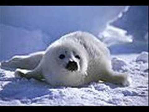 Song for Canada's Harp Seals