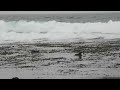 Monterey Bay  - Sea otters