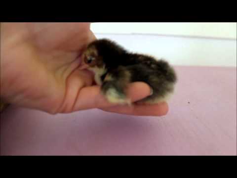 Play YouTube video