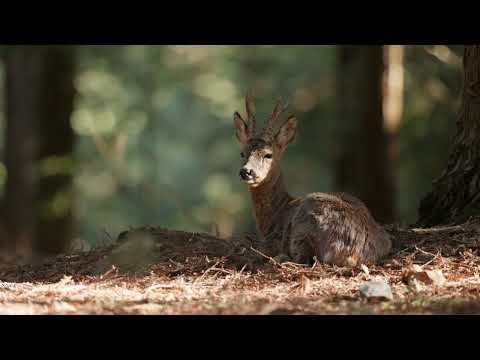 Video Pozemky pro výstavbu rodinných domů v Odravě - Dobroších
