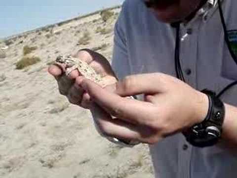 flat tailed horned lizard