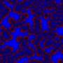 Gray Scott reaction diffusion model simulation