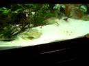 Tips for Keeping Fish and Maintaining an Aquarium : How to Set Up a Fish Tank