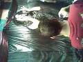 videos de 29112008.mp4