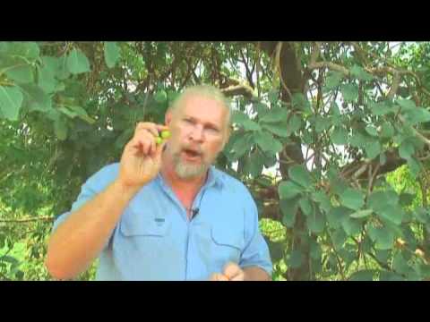 how to harvest plums