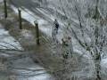 videos de bomen snoeien