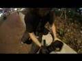 One night@TST NIMH skate edit