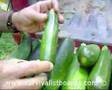 Gardening for the Survivalist