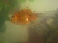 Lupin and Tonks; the fishies!!