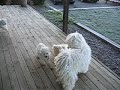 White puli mom plays with puppies White puli mom plays with puppies