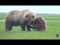 Grizzlies and Wolves, Alaska Bear Viewing Expeditions