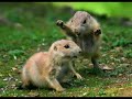video chistoso 4 (INCREIBLE)
