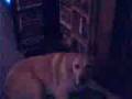 videos de elem.con.13 Britt evil or good?