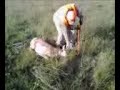 No Mans Land Antelope