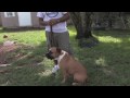Dog Training : How to Train Aggressive Dogs