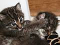 BOBCAT KITTENS! "Play Time"