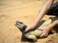 Erica captures a giant Uromastyx lizard in Saudi Arabia