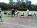 Billy Bob's PLAY(carneros de veterinaria)