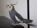 cockatiel sings remix of andy griffith show and mexican hat dance