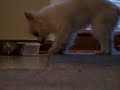 Tabby gets a kibble (long hair Chihuahua teacup)