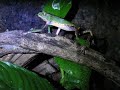 Phyllomedusa vallanti