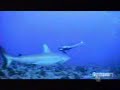 Reef Sharks Mating
