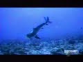 right-wales-mating.html
