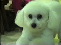 Cachorrinha poodle Cachorrinha poodle