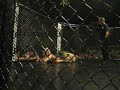 ECF 27 -- Bryce Keeney vs. AJ Dodson