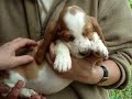 litter 6 weeks part 2 basset-hound